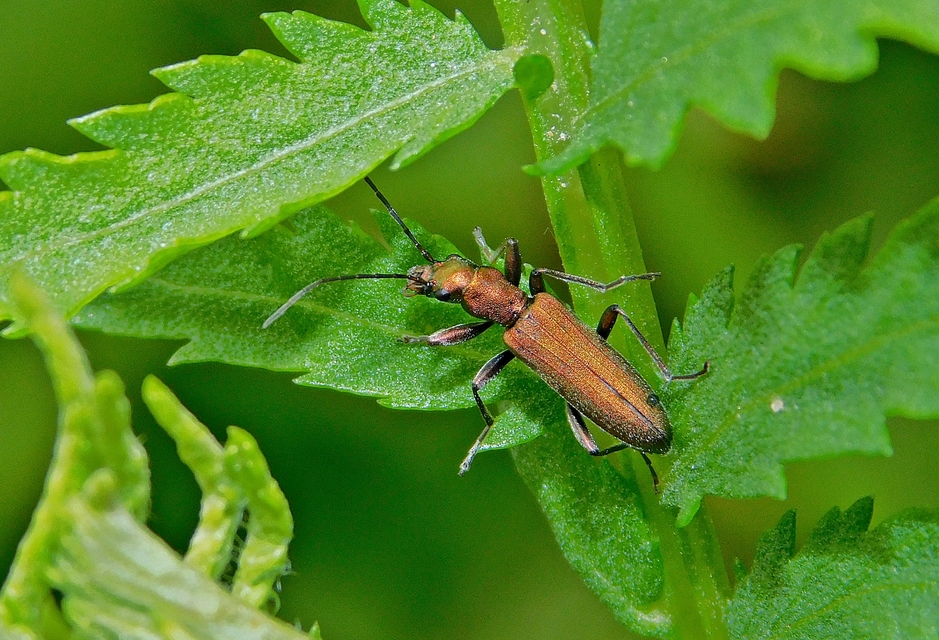 Chrysanthia viridissima - aranyos álcincér