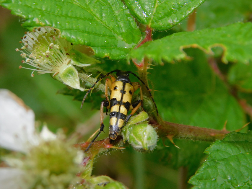 Rutpela maculata - tarkacsápú karcsúcincér