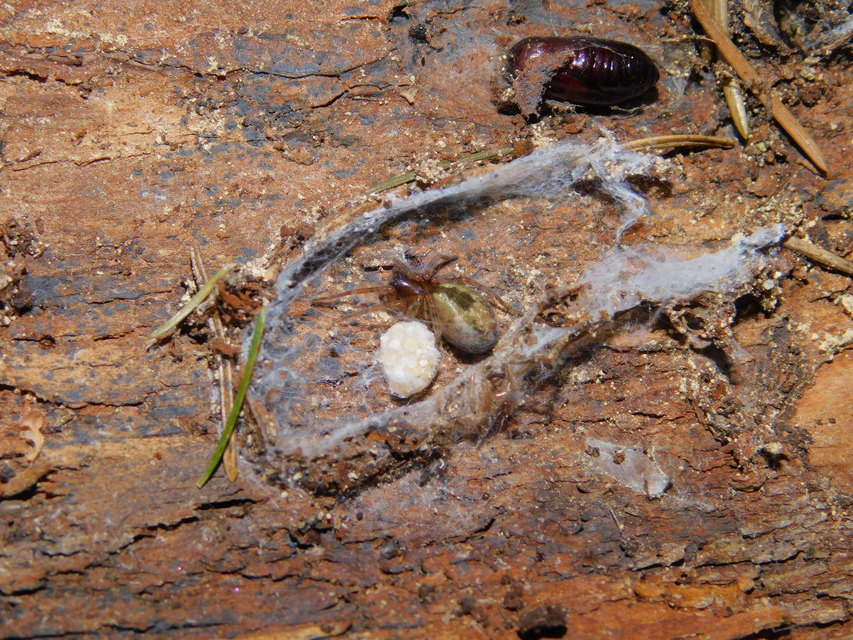 Amaurobius fenestralis - ablakos eretnekpók
