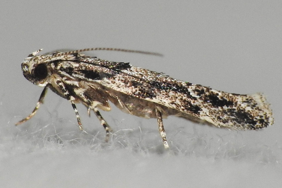 Recurvaria nanella - kis vörös-rügysodrómoly
