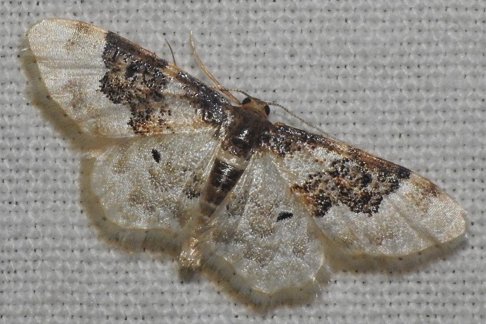 Idaea rusticata - tarka apróaraszoló