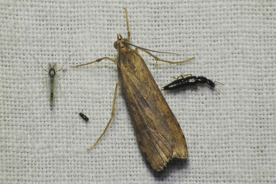 Nomophila noctuella - közönséges vándormoly