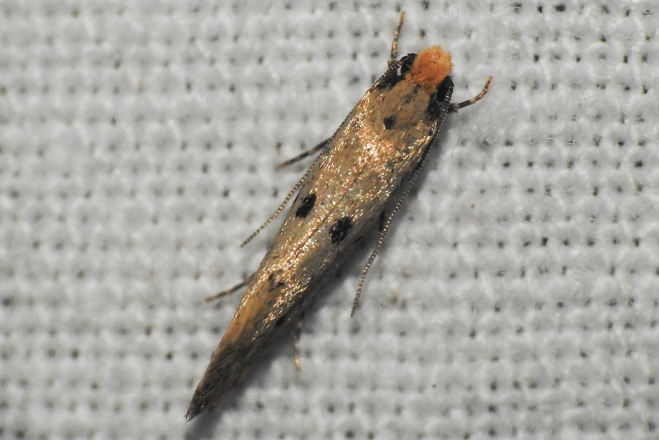 Tinea trinotella - hárompettyes fészekmoly
