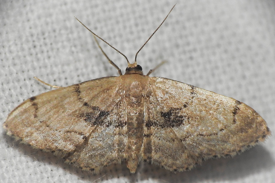 Idaea laevigata - sötétfoltos apróaraszoló