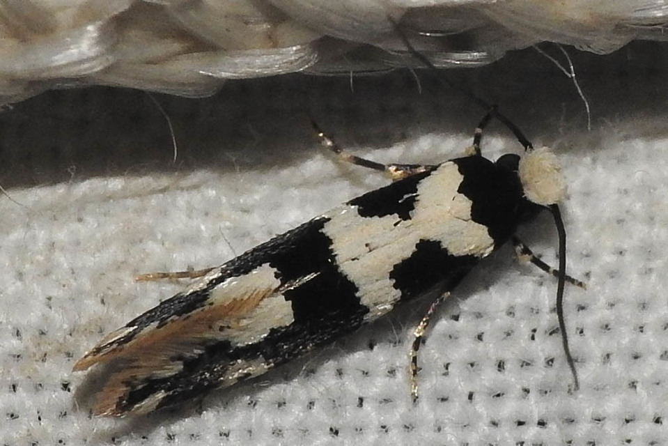 Neurothaumasia ankerella - magyarmoly