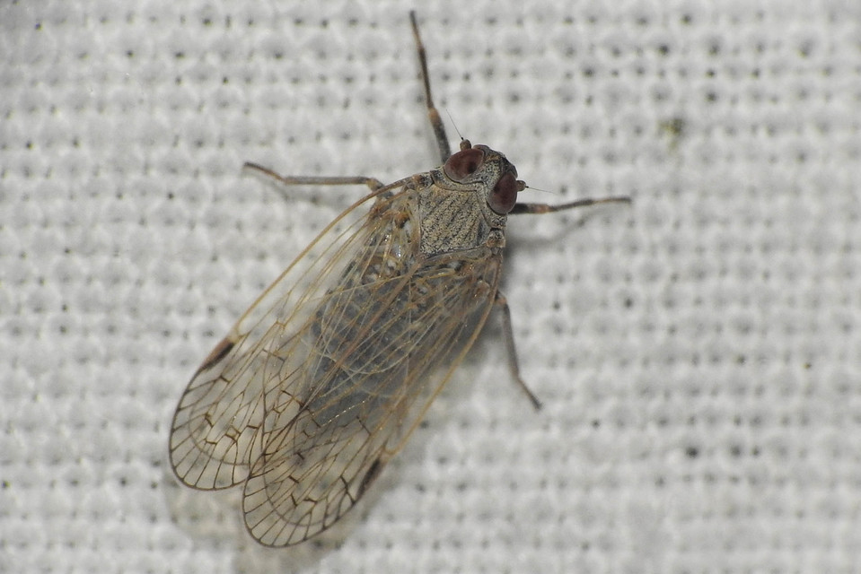 Cixiidae - recéskabócák