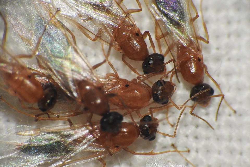Colobopsis truncata - kapushangya