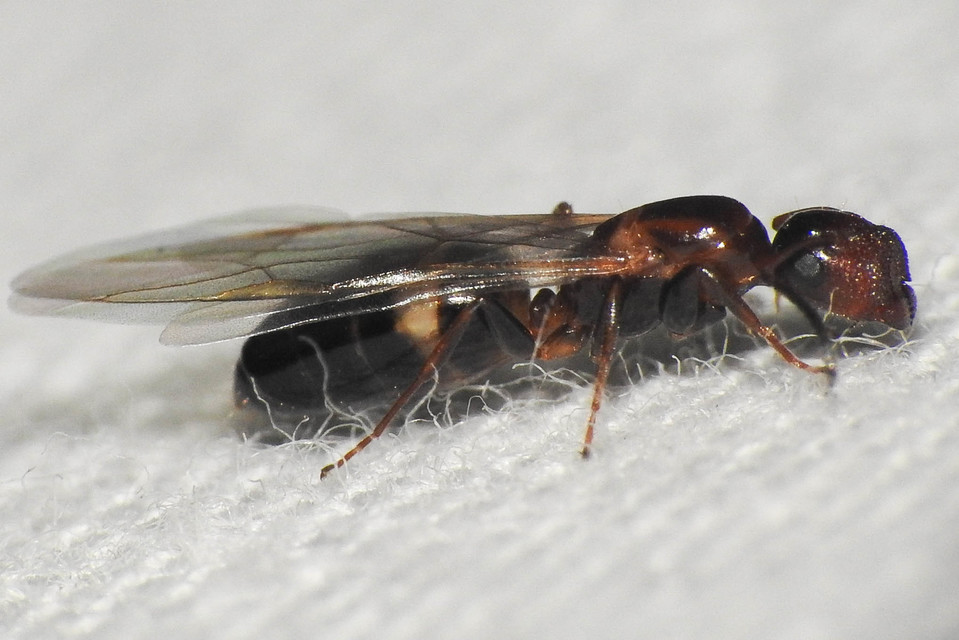 Colobopsis truncata - kapushangya