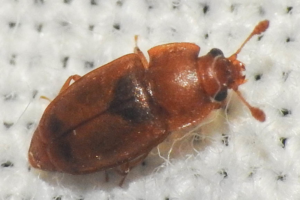 Epuraea Epuraea