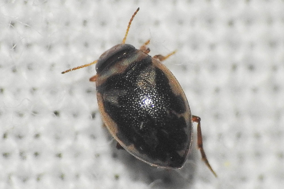 Hygrotus inaequalis - gyakori aprócsíkbogár