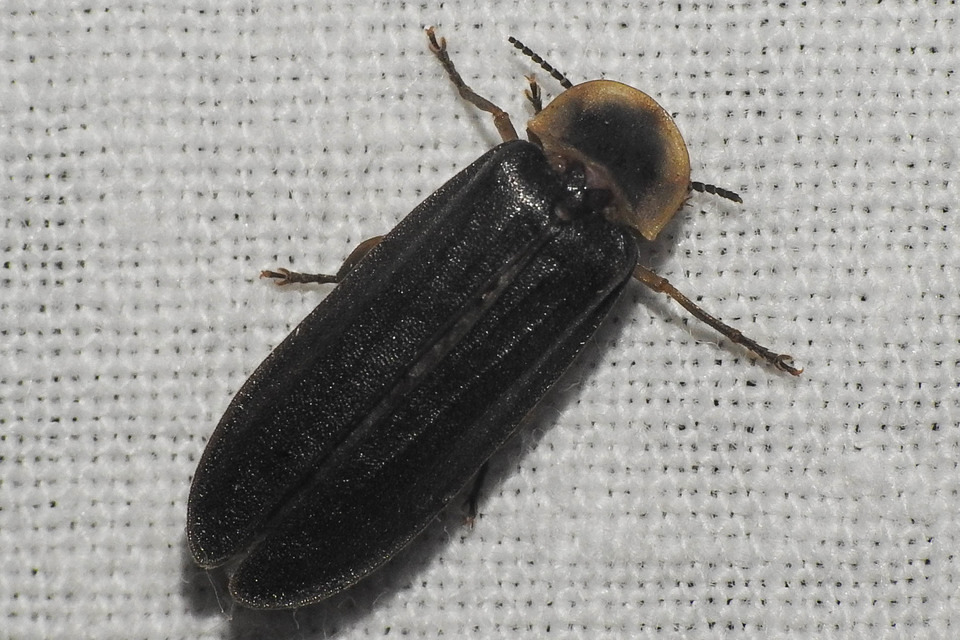 Lampyris noctiluca - nagy szentjánosbogár