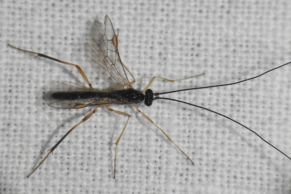 Braconidae - gyilkosfürkészek