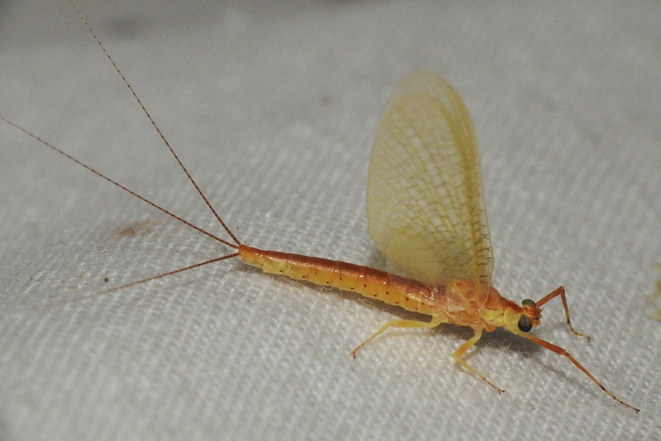 Potamanthus luteus - folyamvirág