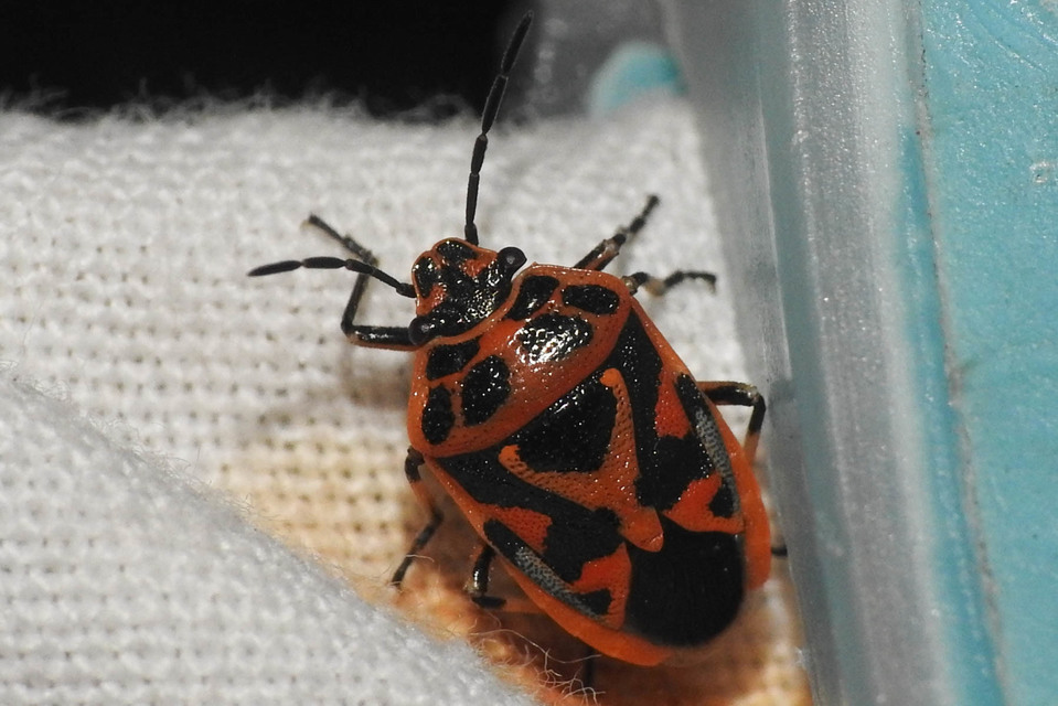 Eurydema ornata - díszespoloska