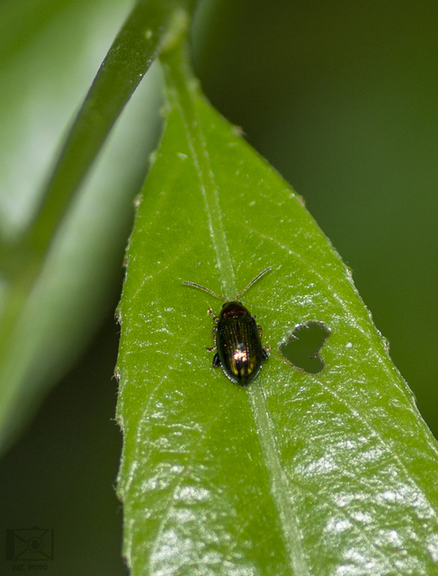 Crepidodera