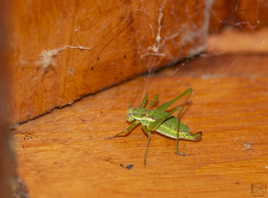Leptophyes albovittata - közönséges virágszöcske