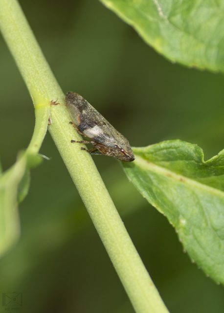 Aphrophora alni
