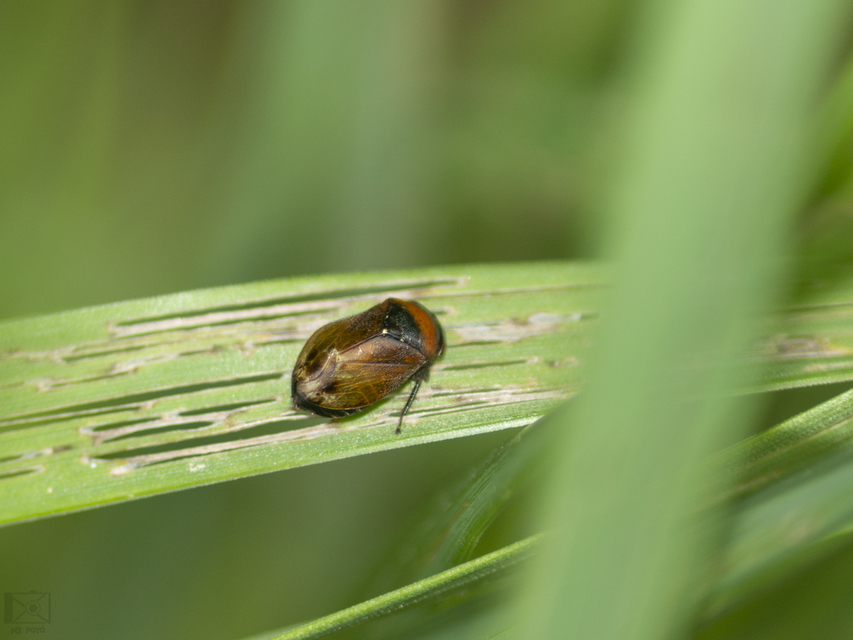 Penthimia nigra - fekete kabóca