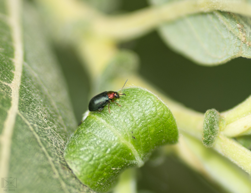Crepidodera aurata - ékes fűz-földibolha