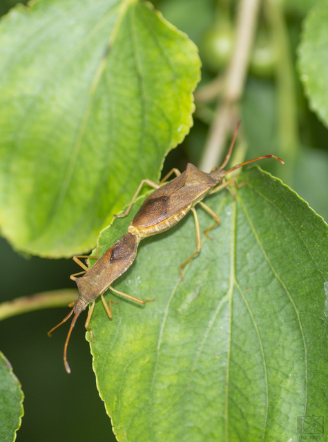 Gonocerus acuteangulatus - aranypetés karimáspoloska