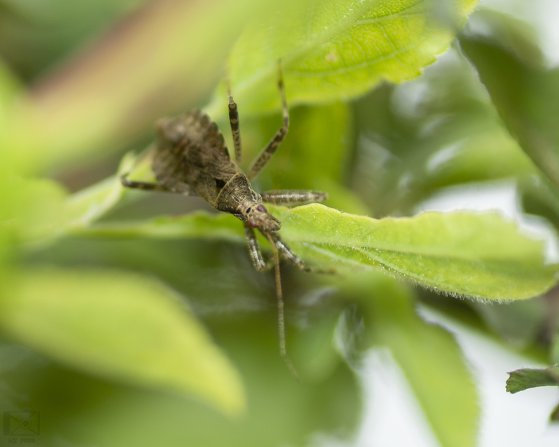 Himacerus