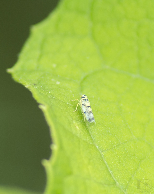 Eupteryx