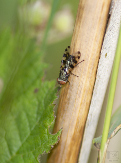 Ceroxys hortulana - kerti foltoslégy