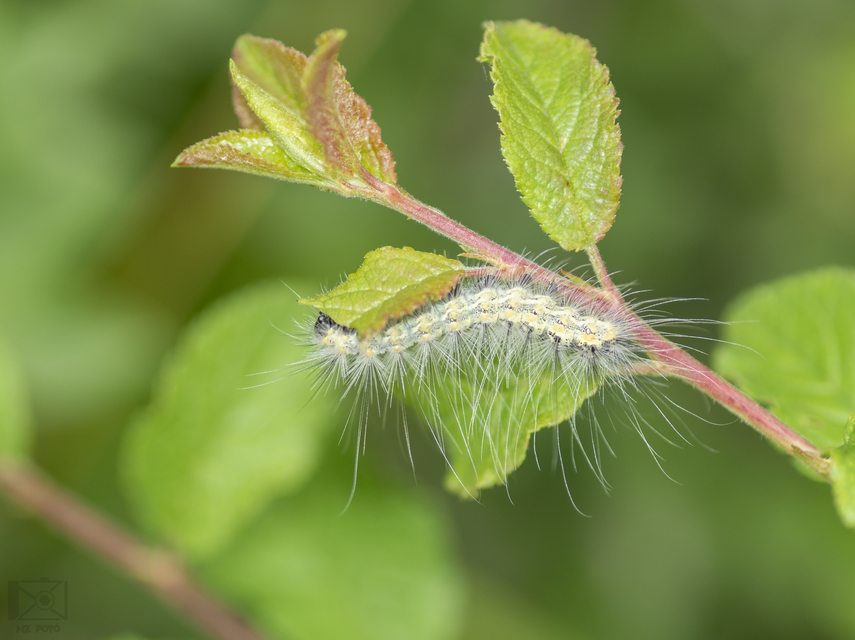 Hyphantria cunea - amerikai fehér medvelepke