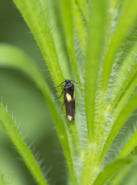 Scythris sinensis - aranyfarú zöldmoly
