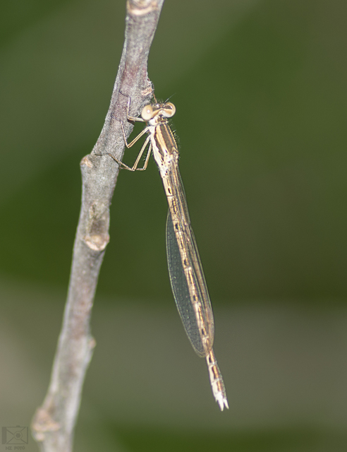 Sympecma fusca - téli rablószitakötő