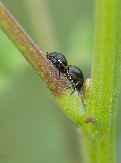 Coptosoma scutellatum - bödepoloska Coptosoma scutellatum - bödepoloska