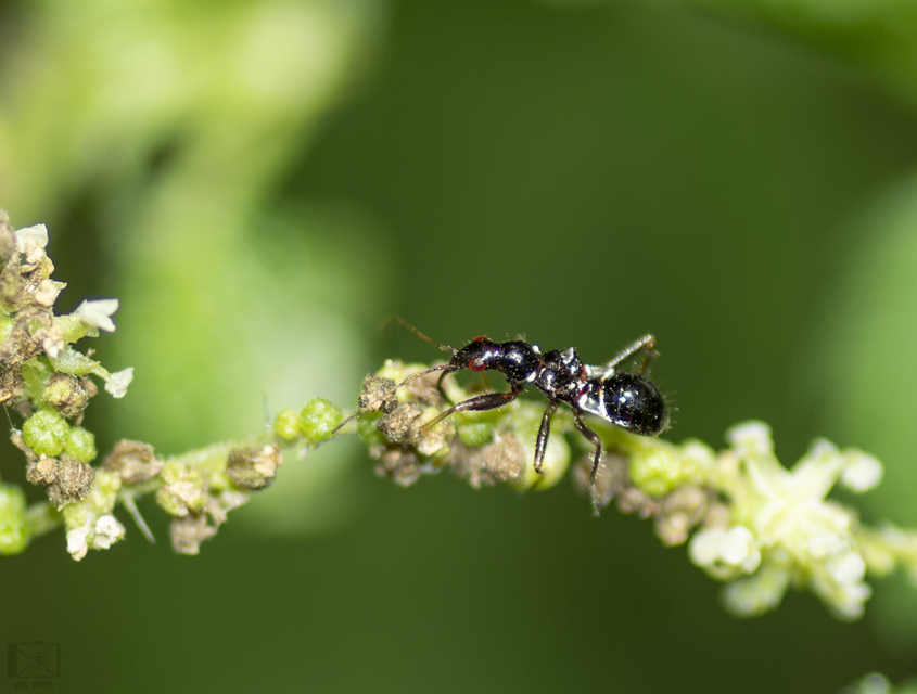 Himacerus mirmicoides - csalán-tolvajpoloska