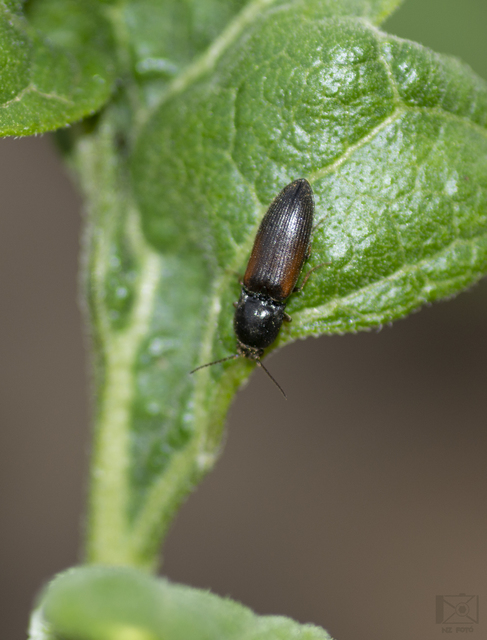 Adrastus rachifer - közönséges cserjepattanó