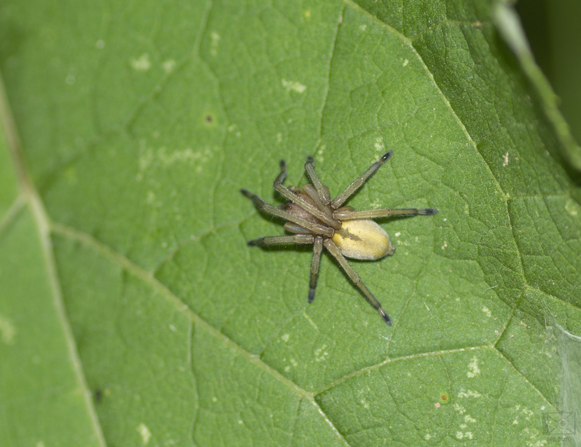 Cheiracanthiidae