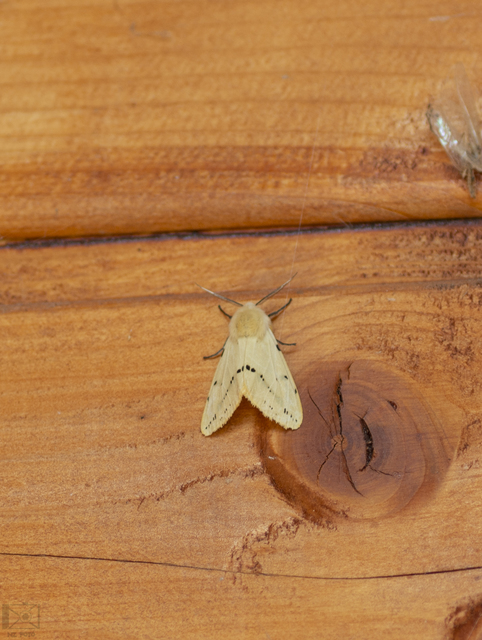 Spilarctia lutea - sárgás medvelepke