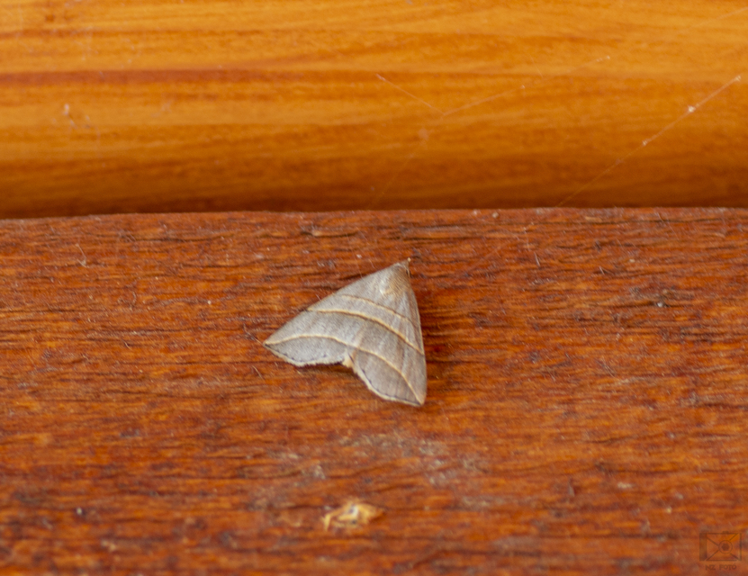 Colobochyla salicalis - háromsávos törpebagoly