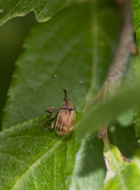 Anthonomus rectirostris - meggymaglikasztó Anthonomus rectirostris - meggymaglikasztó