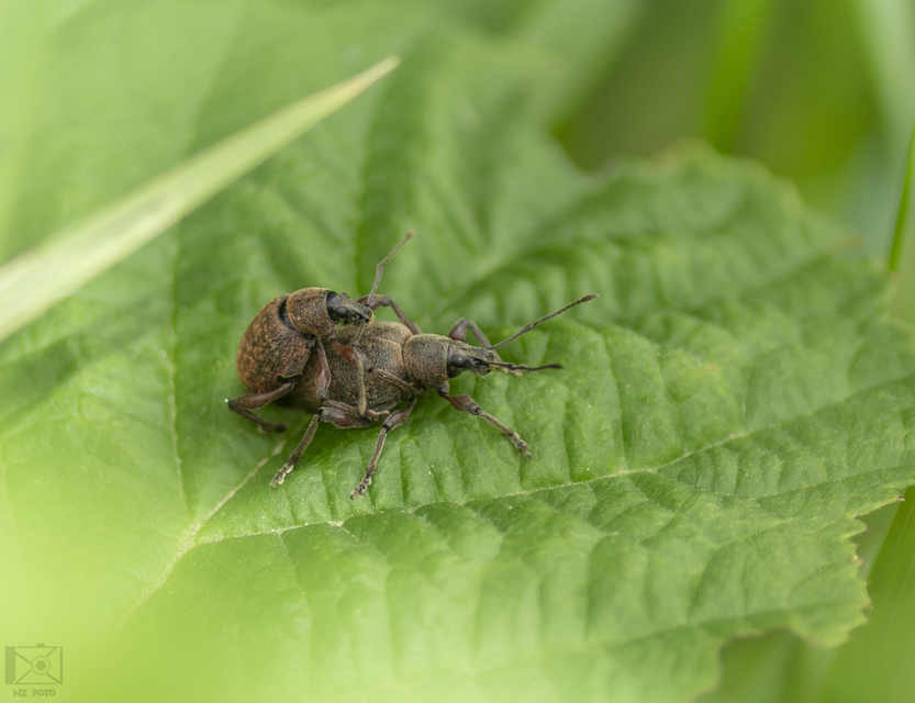 Dodecastichus mastix - lécesorrú gyalogormányos