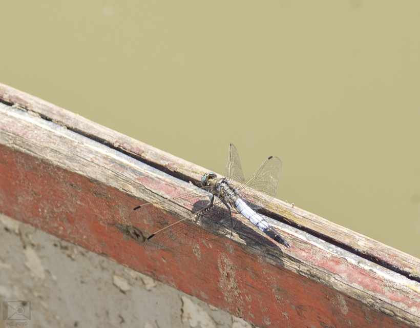 Orthetrum albistylum - fehérfarkú pásztorszitakötő