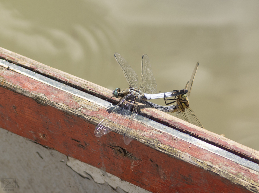 Orthetrum albistylum - fehérfarkú pásztorszitakötő