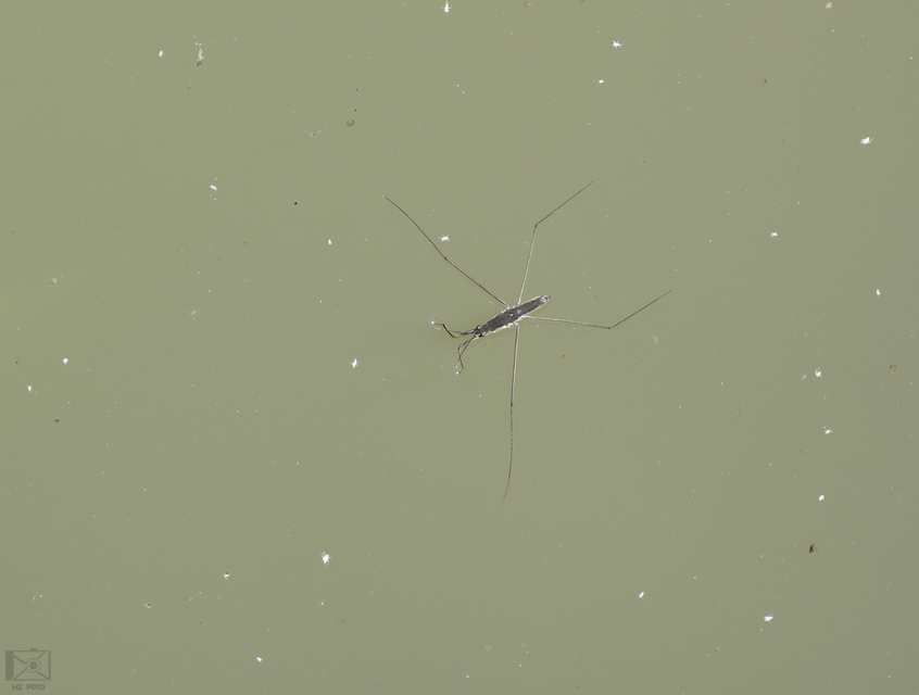 Gerridae - molnárpoloskák