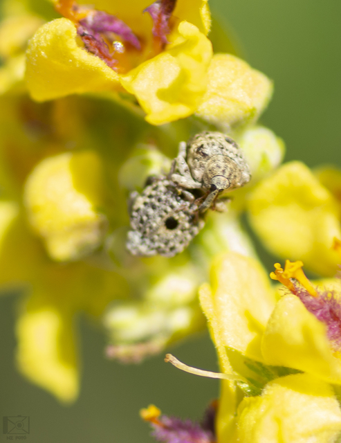 Cionus thapsus - kis ökörfarkkóró-gömbormányos