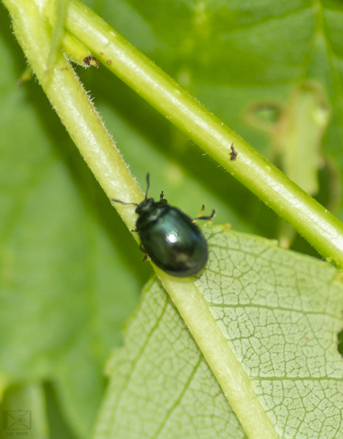 Plagiodera versicolora - törpe fűzlevelész
