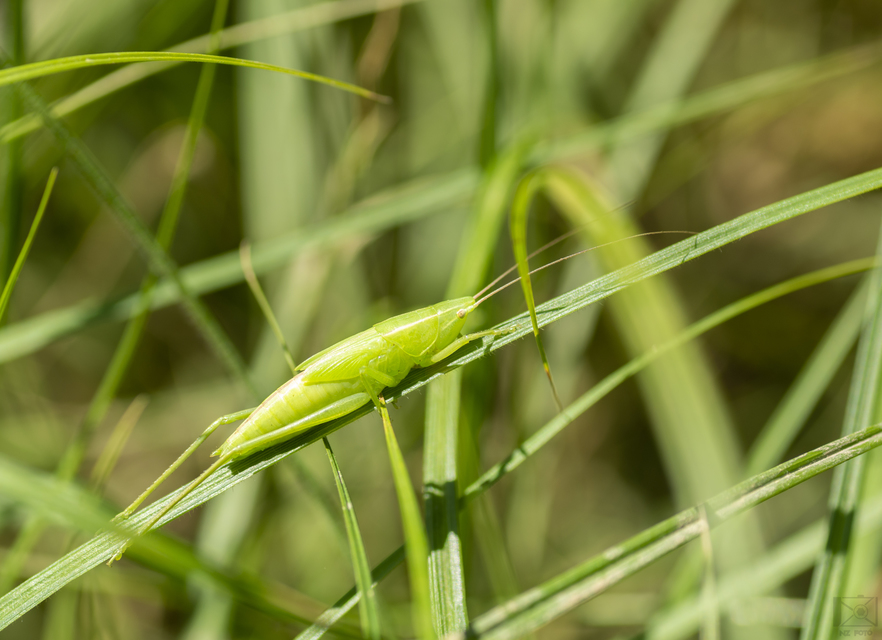 Ruspolia nitidula - nagy kúpfejűszöcske