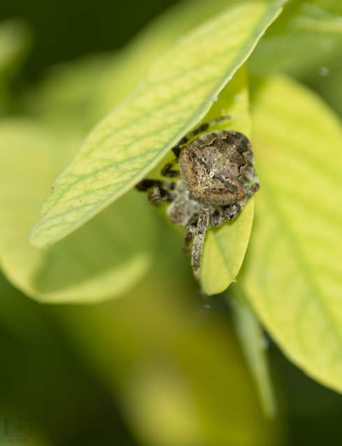 Araneus circe/angulatus