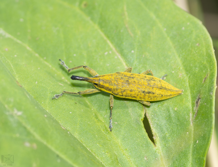 Lixus iridis - bürökfúró dudvabarkó