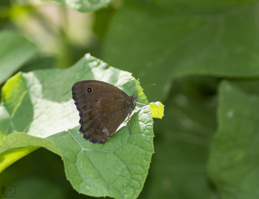 Minois dryas - fekete szemeslepke Minois dryas - fekete szemeslepke