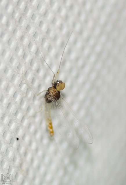 Baetidae