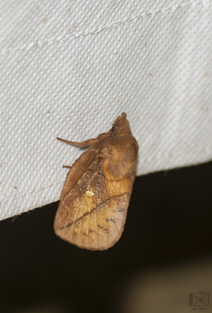 Euthrix potatoria - szomjas pohók