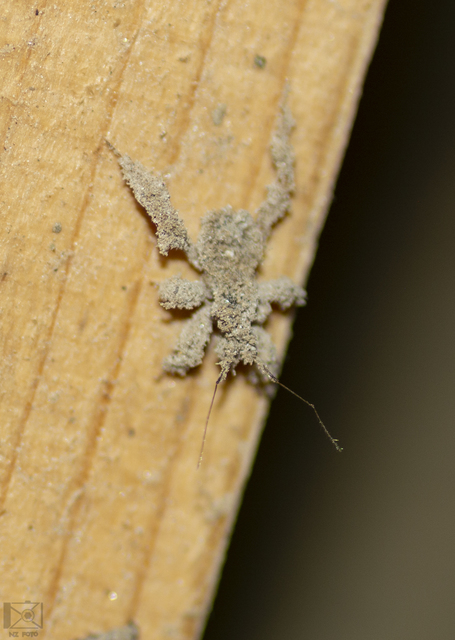 Reduvius personatus - szemetes zugpoloska
